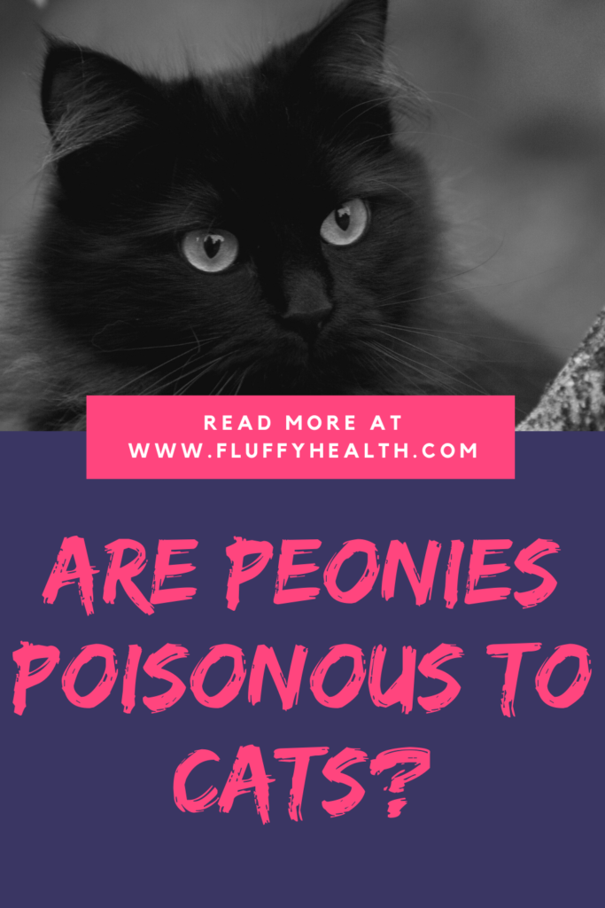 are-peonies-poisonous-to-cats