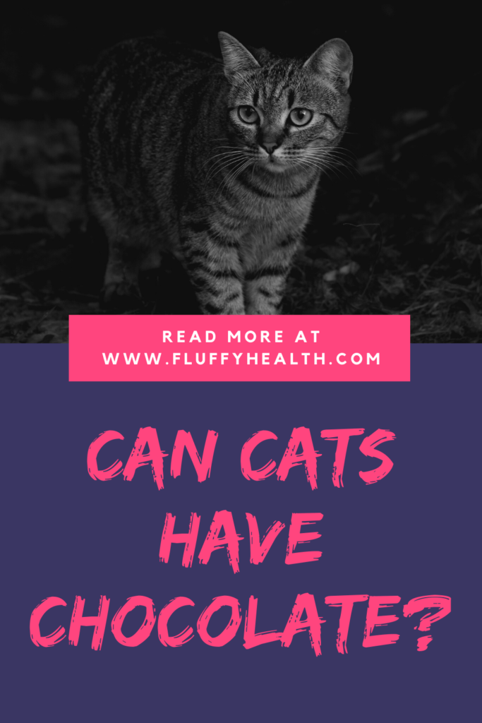 Can Cats Have Chocolate? 1 Dangerous Fact And How To Protect Your Cat