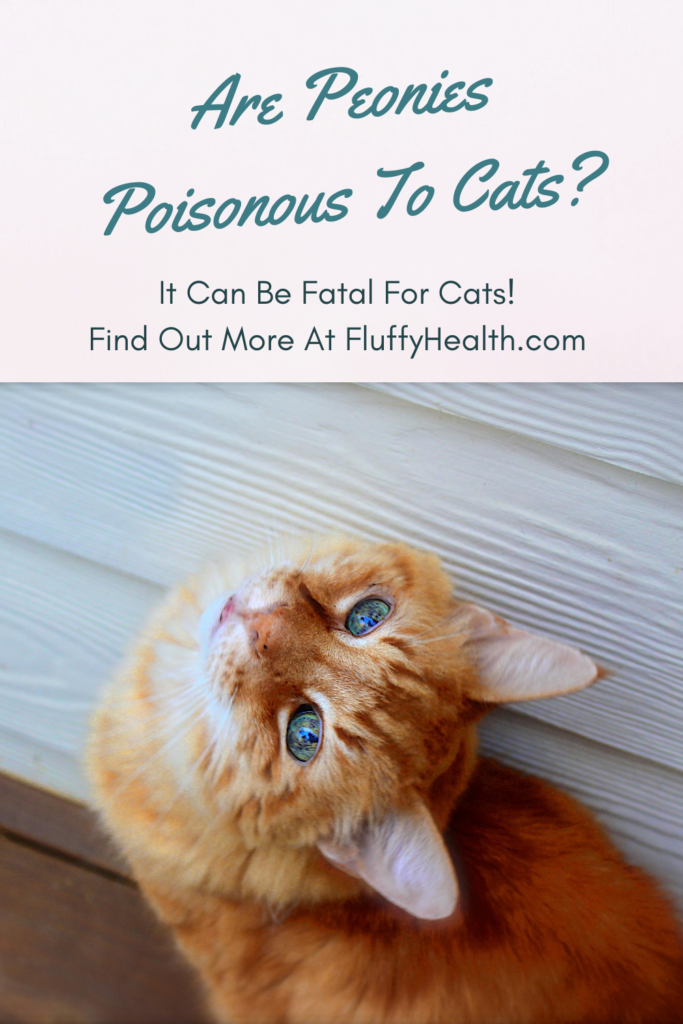 Are Peonies Poisonous To Cats? The #1 Guide For Your Cat Safety