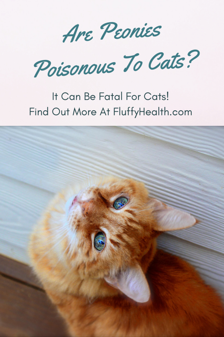 Are Peonies Poisonous To Cats? The 1 Guide For Your Cat Safety
