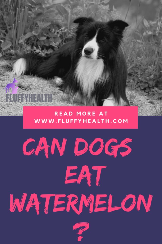 can-dogs-eat-watermelons