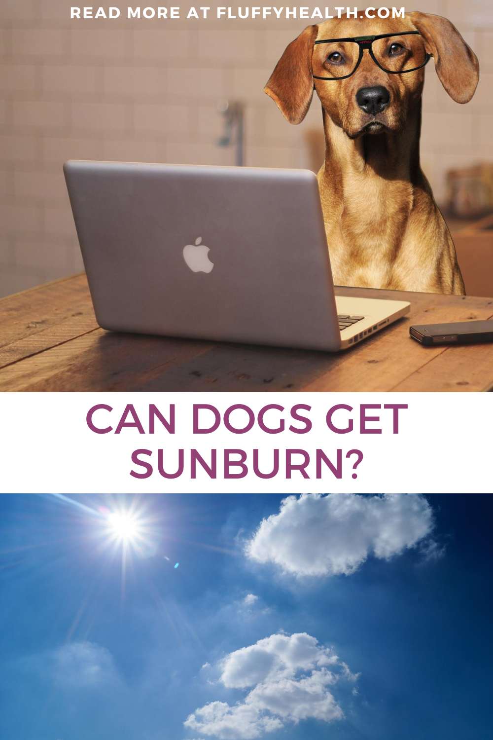 can-dogs-get-sunburn