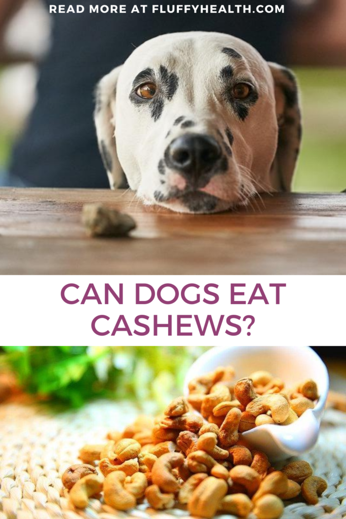 can-dogs-eat-cashews