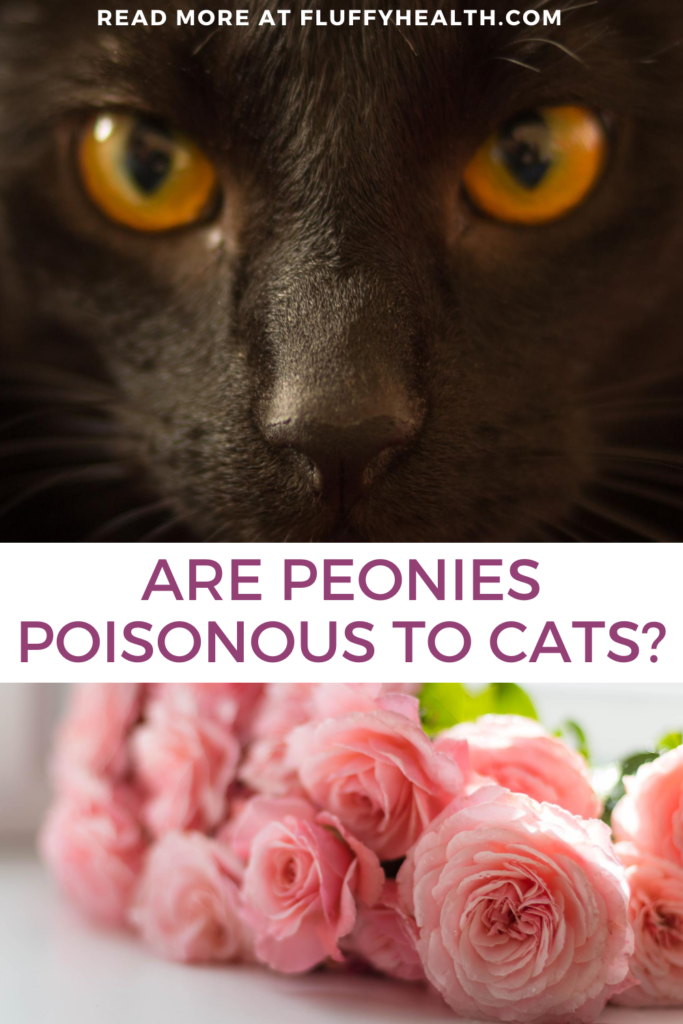 are-peonies-poisonous-to-cats