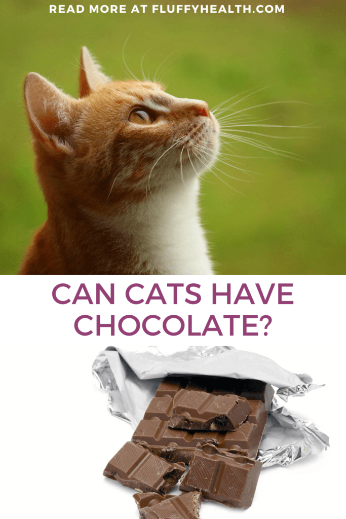 Can Cats Have Chocolate? 1 Dangerous Fact And How To Protect Your Cat
