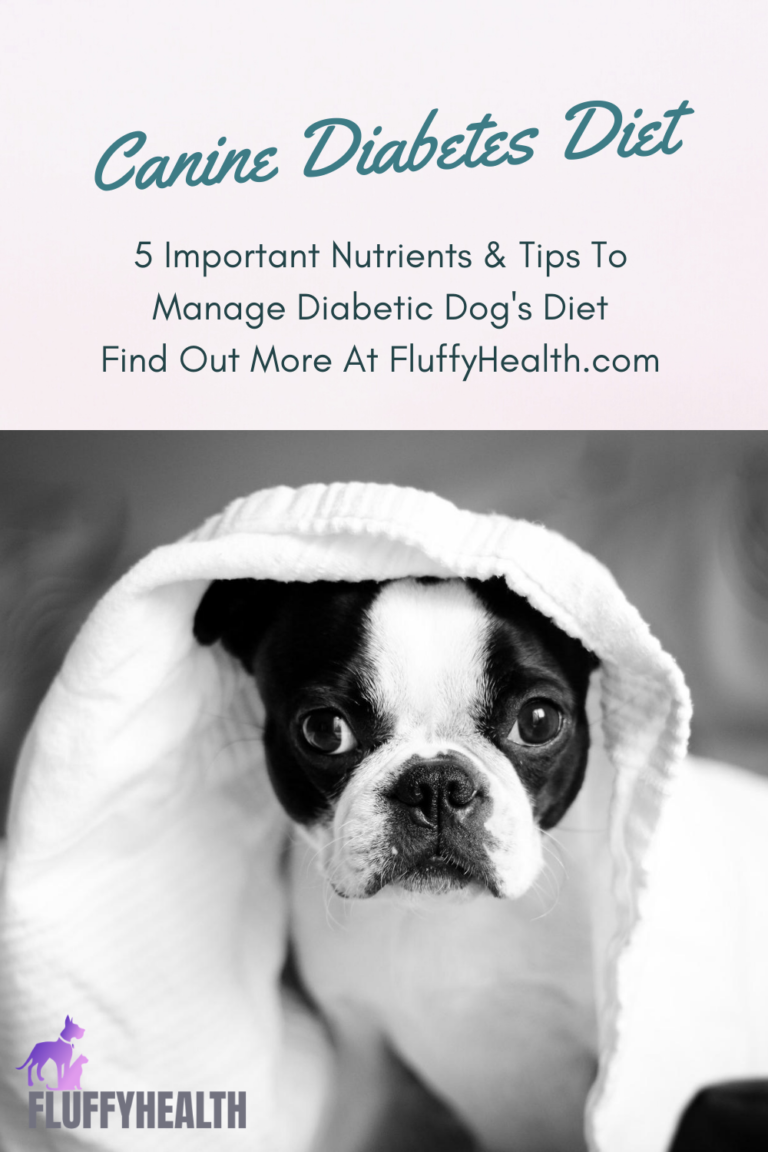 Canine Diabetes Diet 5 Important Nutrients & Tips To Manage Diabetic