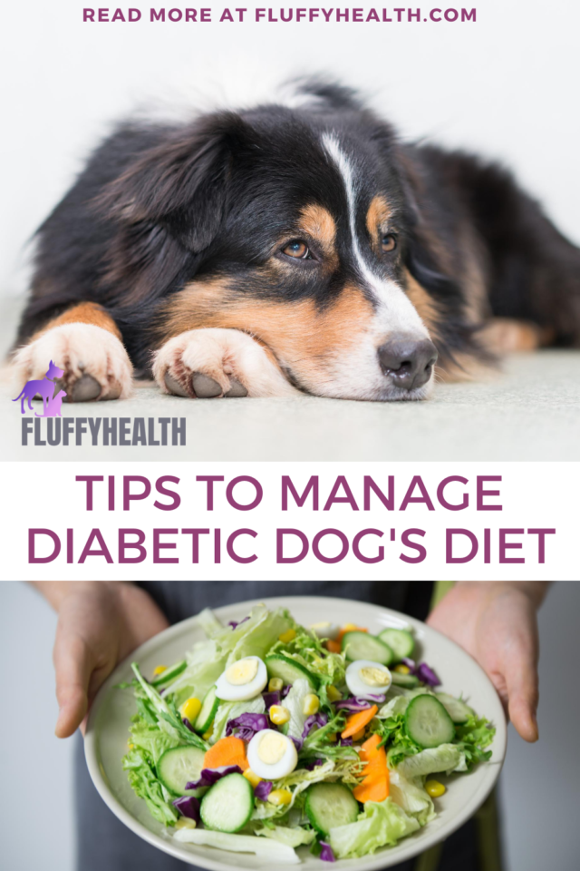 Canine Diabetes Diet - 5 Important Nutrients & Tips To Manage Diabetic