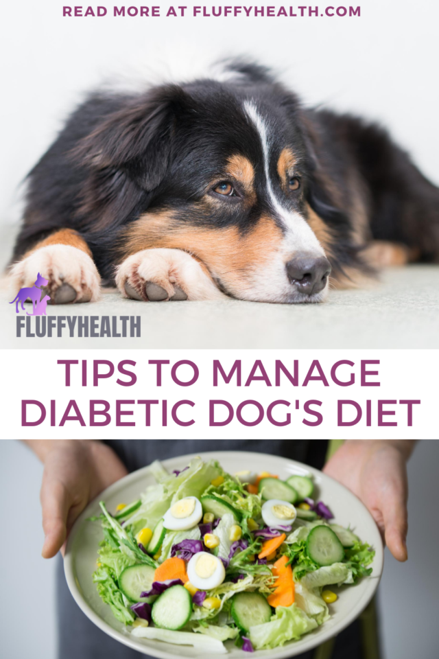 diabetic dog food