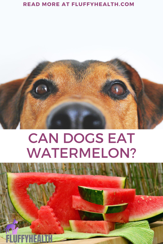 can-dogs-eat-watermelons