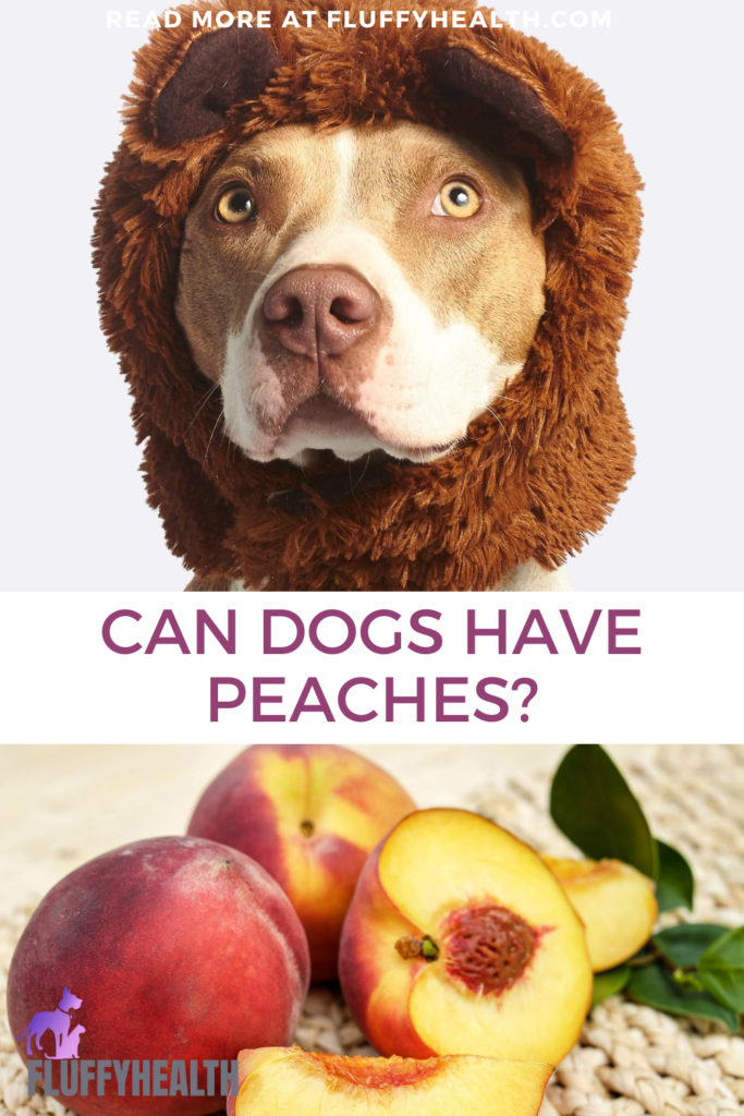 can-dogs-have-peaches
