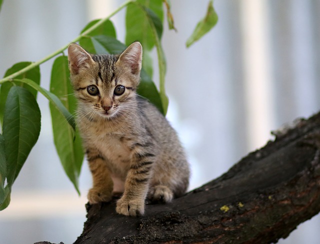 are-peonies-poisonous-to-cats