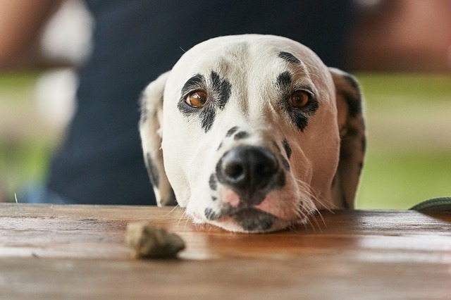 can-dogs-eat-cashews