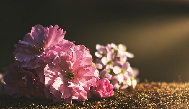 are-peonies-poisonous-to-cats