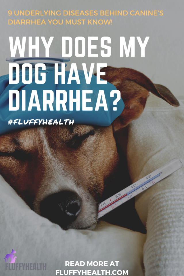 Why Does My Dog Have Diarrhea? 9 Underlying Diseases Behind Canine’s ...