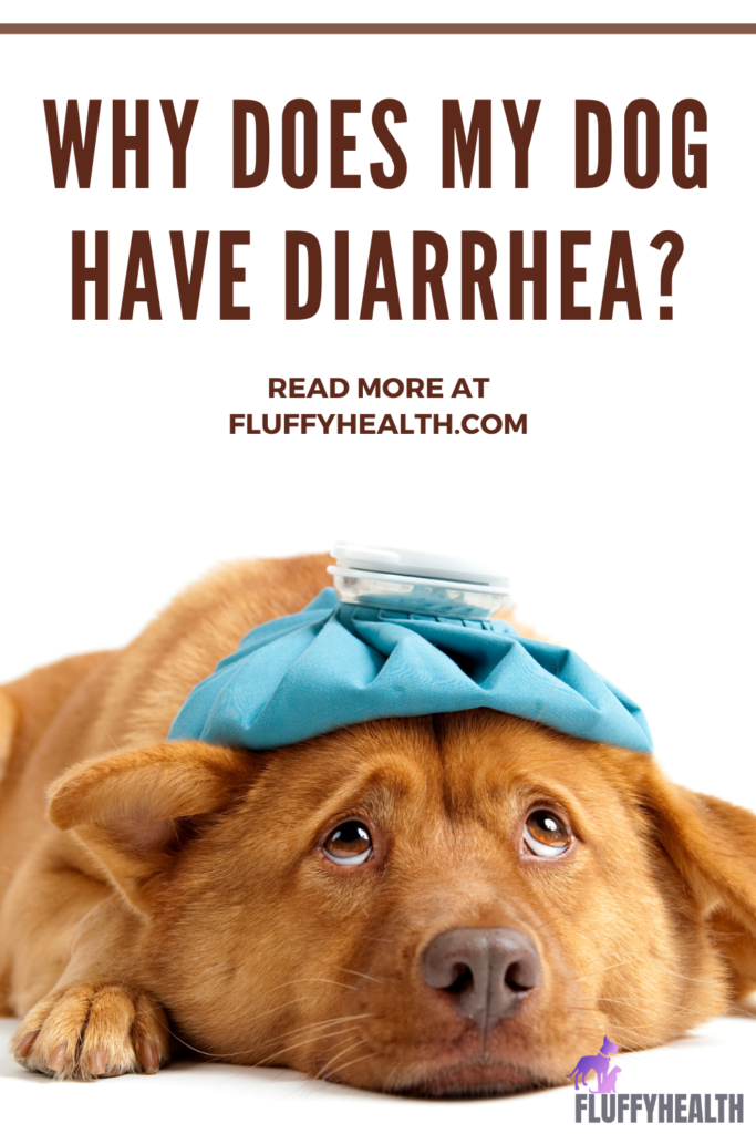 Why Does My Dog Have Diarrhea? 9 Underlying Diseases