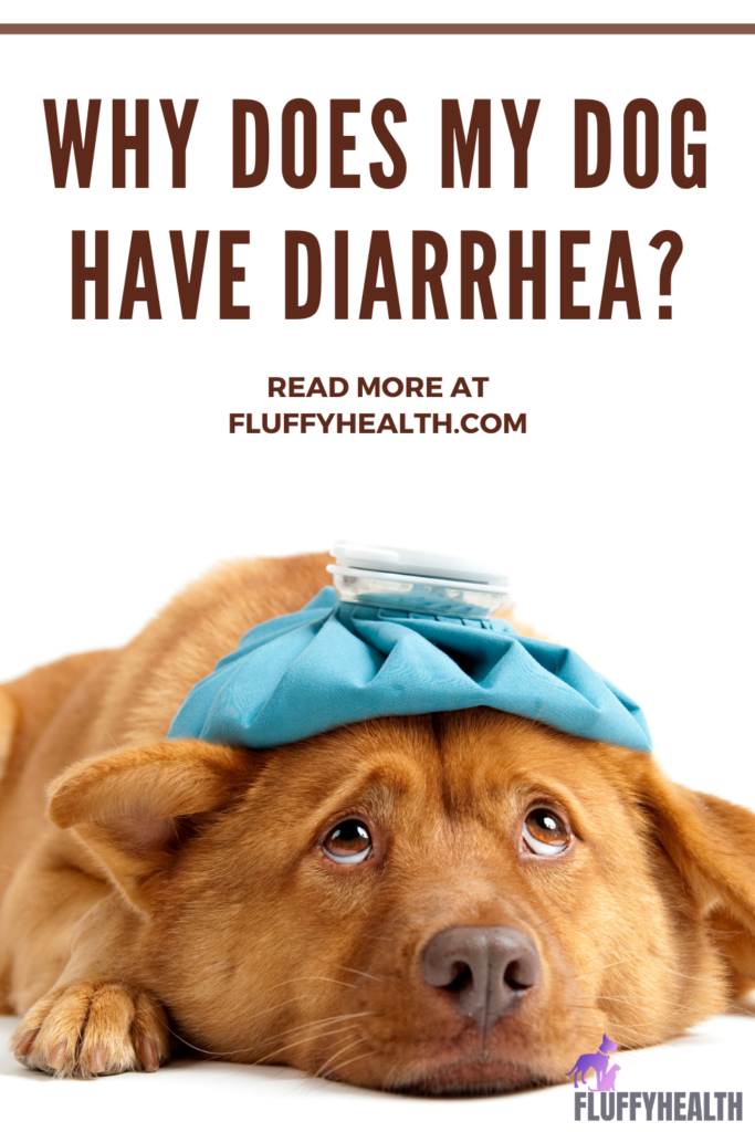 how-to-stop-or-treat-diarrhea-in-dog-diarrhea-in-dogs-dog-has