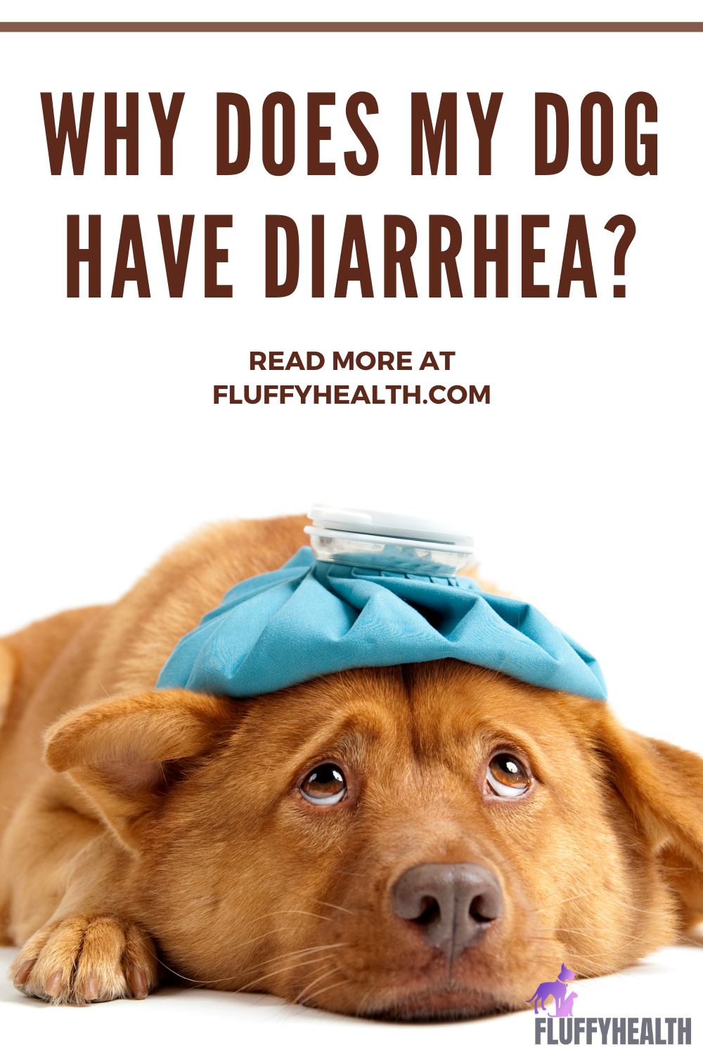 Why Does My Dog Have Diarrhea? 9 Underlying Diseases Behind Canine’s