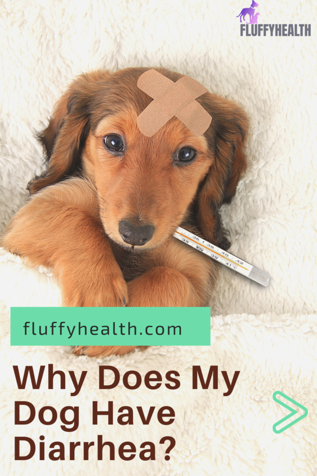 Why Does My Dog Have Diarrhea? 9 Underlying Diseases