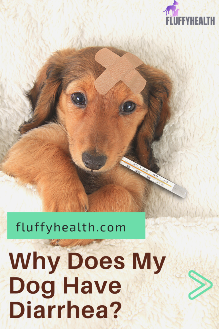 Why Does My Dog Have Diarrhea? 9 Underlying Diseases Behind Canine’s