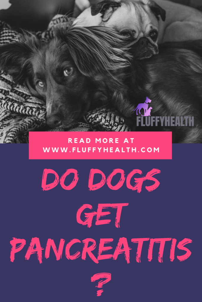 do-dogs-get-pancreatitis