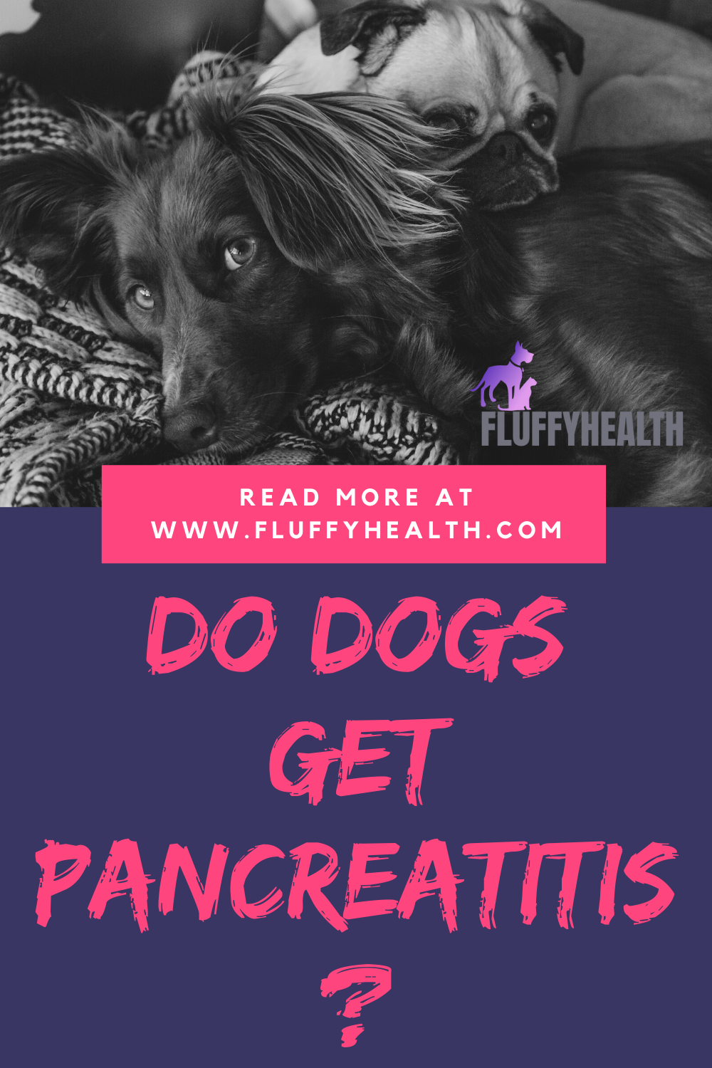 Do Dogs Get Pancreatitis? 12 Important Causes Of Pancreatitis In Dogs
