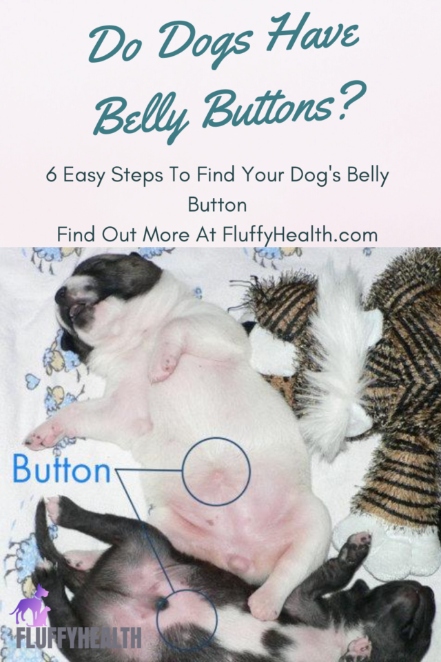 Do Dogs Have Belly Buttons? 6 Easy Steps To Find Your Dog's Belly