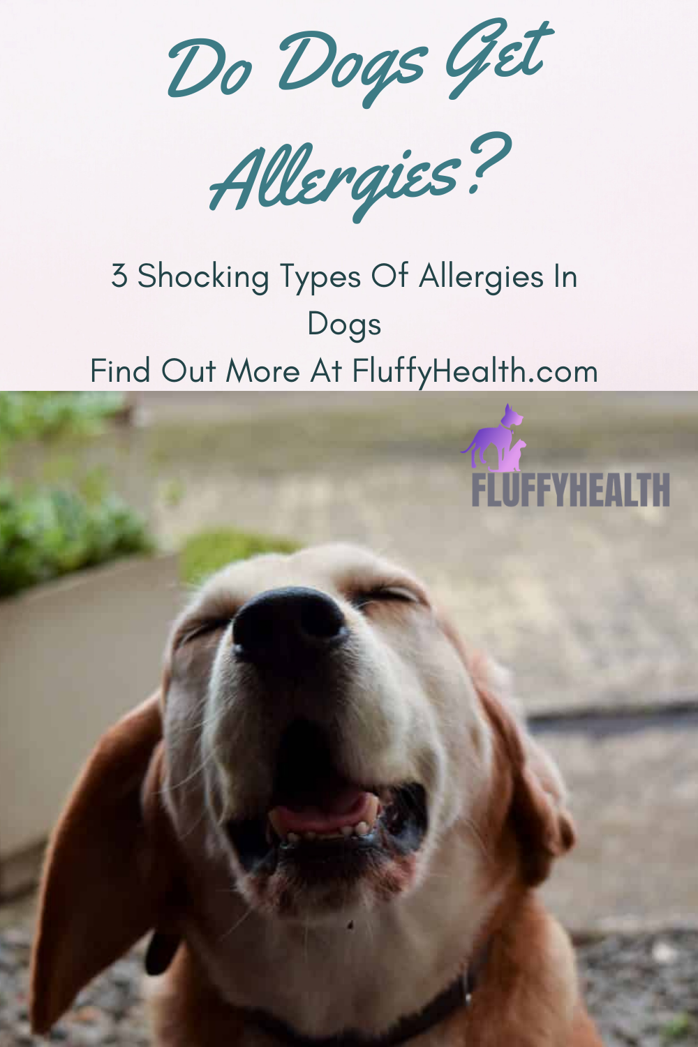 do-dogs-get-allergies
