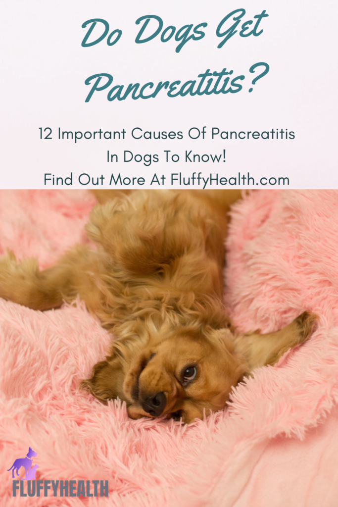 do-dogs-get-pancreatitis