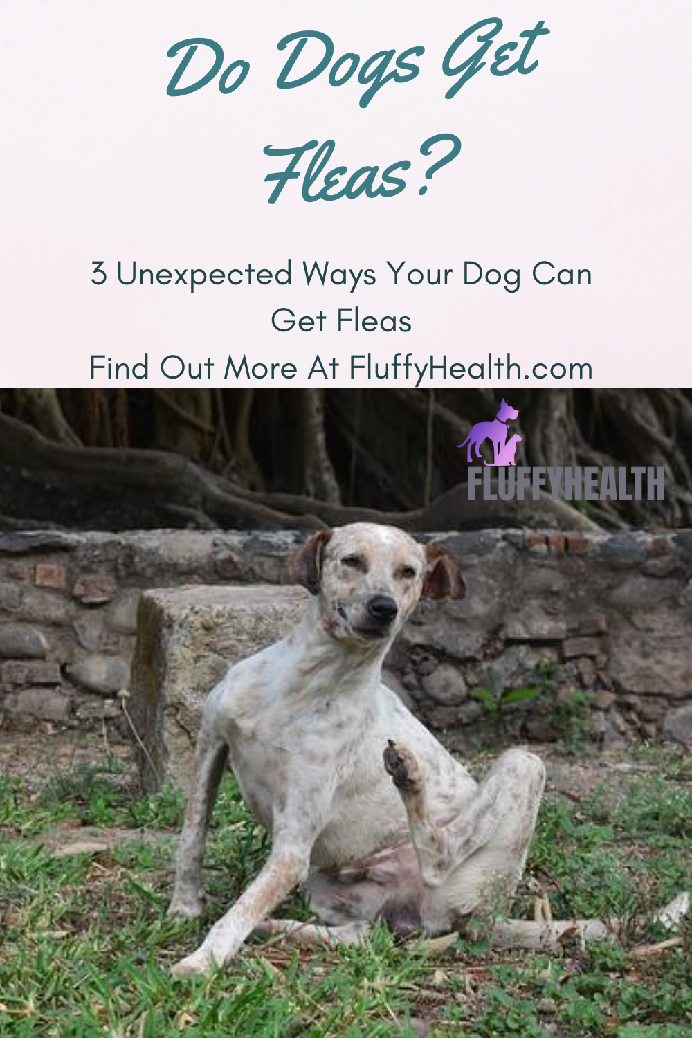 do-dogs-get-fleas