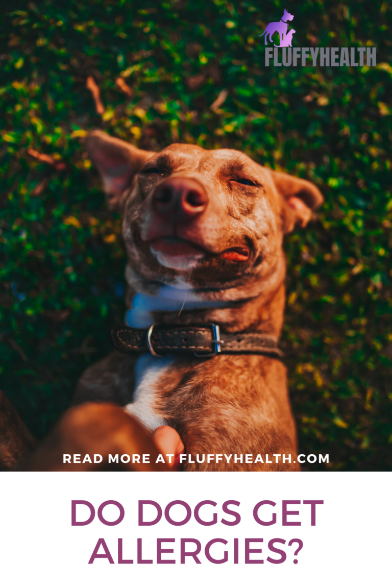 Do Dogs Get Allergies? 3 Shocking Types Of Allergies In Dogs Fluffyhealth