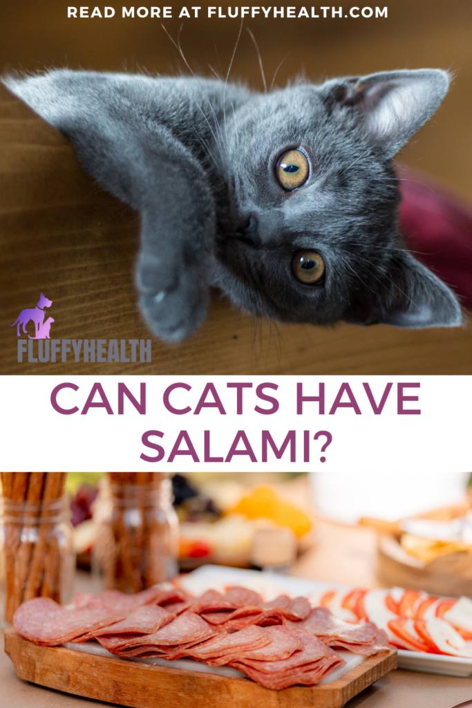 can-cats-have-salami