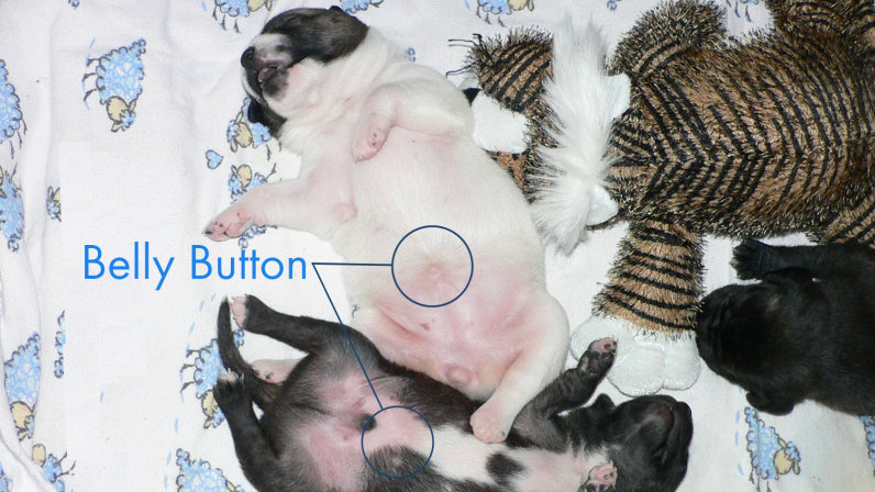 do-dogs-have-belly-buttons