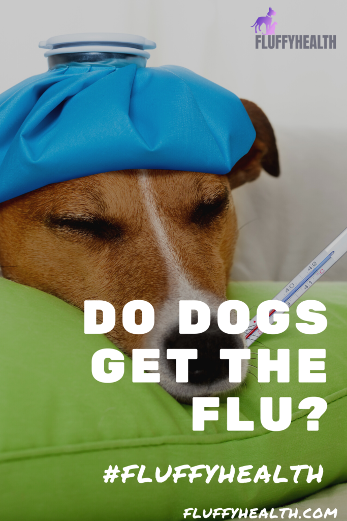 do-dogs-get-the-flu