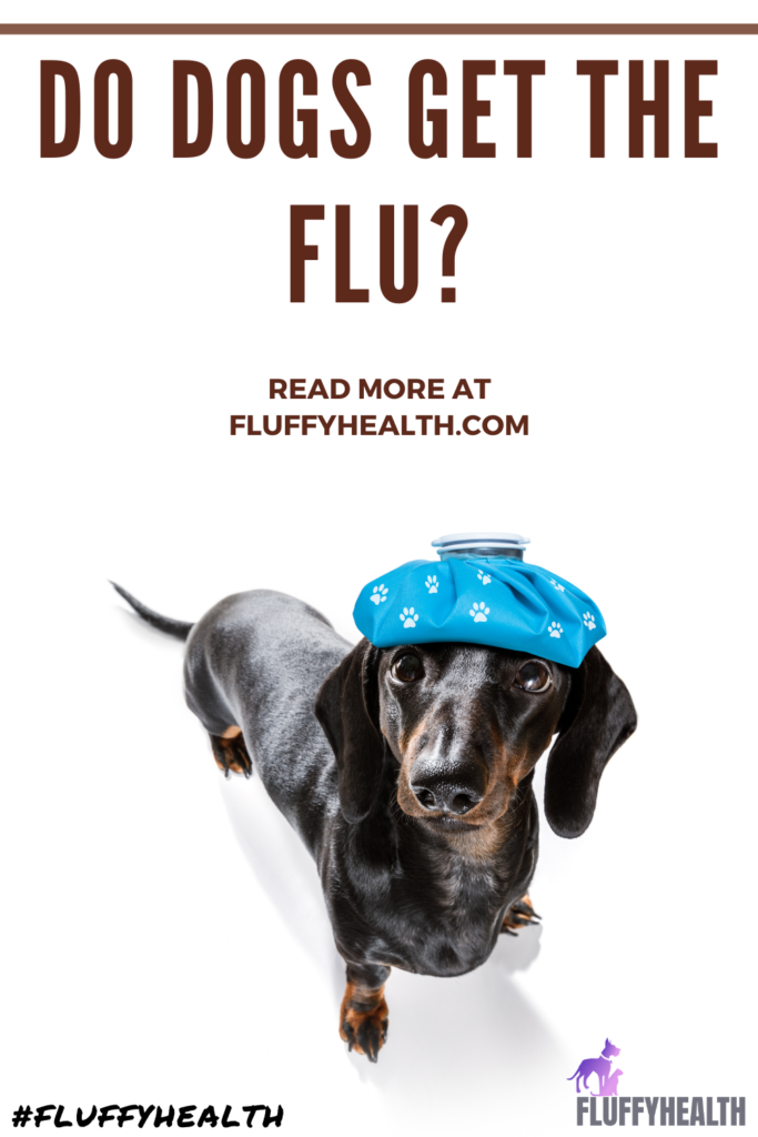 do-dogs-get-the-flu