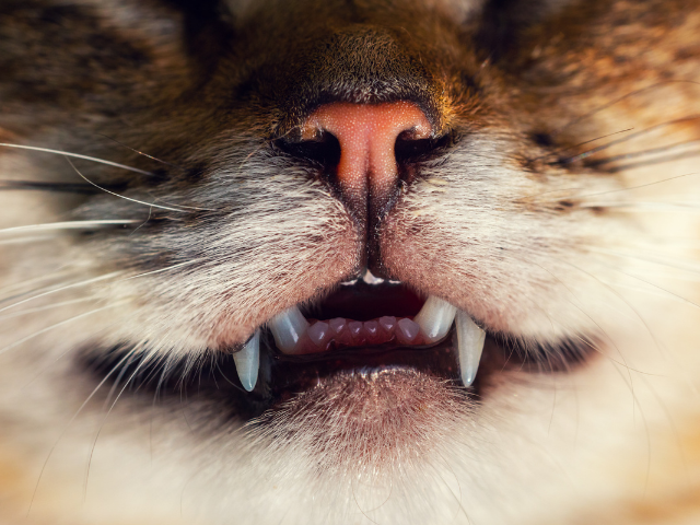 Do Cats Lose Their Teeth? All You Need To Know About Teething In Cats