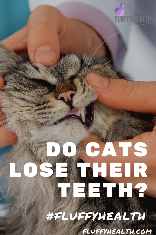 Do Cats Lose Their Teeth? All You Need To Know About Teething In Cats Fluffyhealth