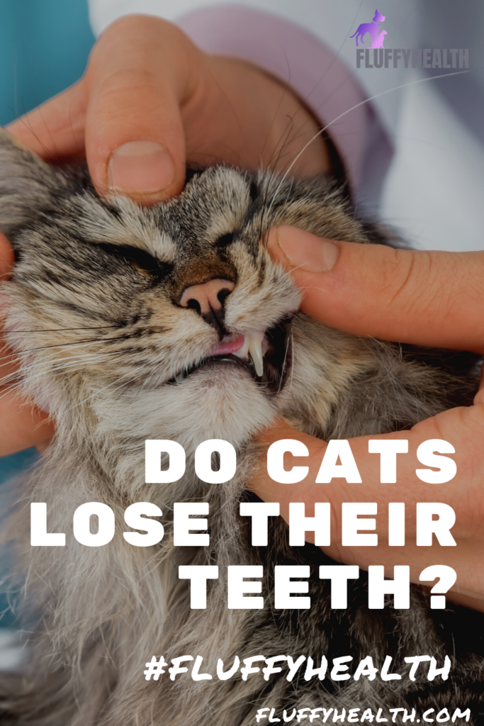 do-cats-lose-their-teeth