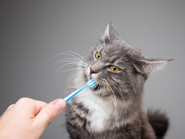 Do Cats Lose Their Teeth? All You Need To Know About Teething In Cats