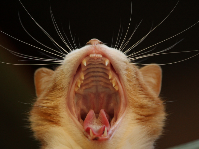 do-cats-lose-their-teeth