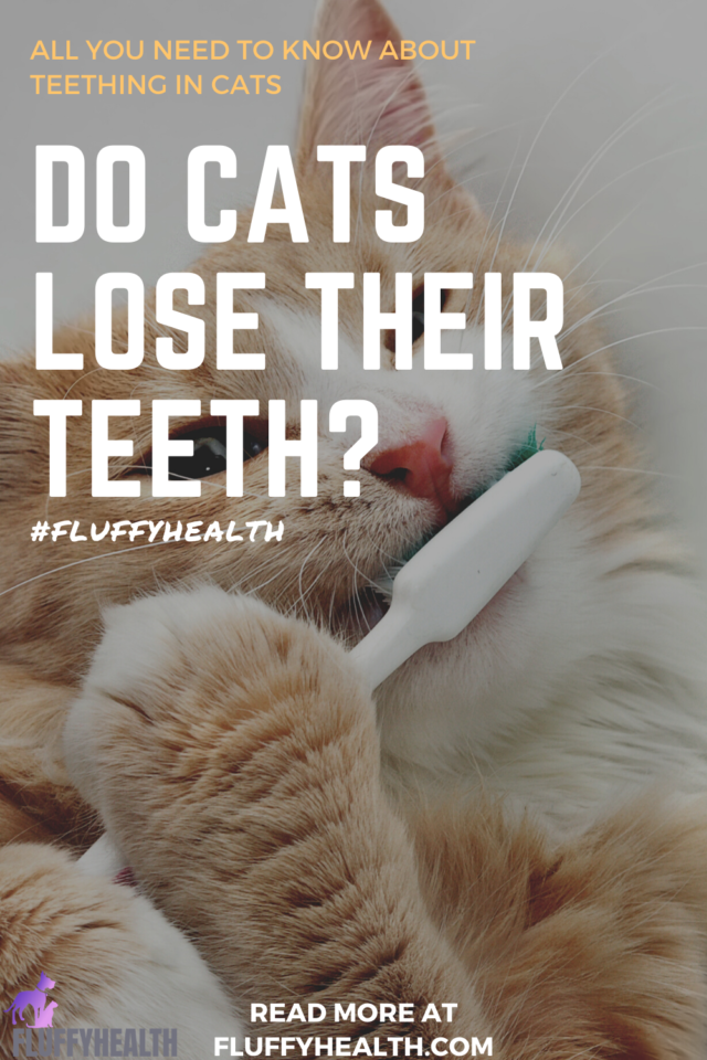 Do Cats Lose Their Teeth? All You Need To Know About Teething In Cats