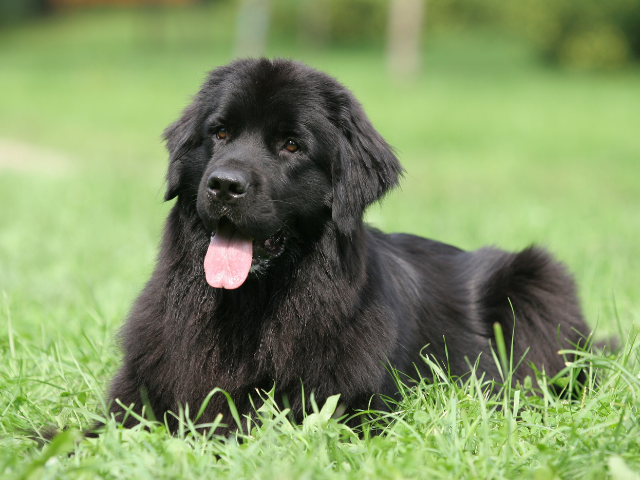 10-best-dog-breeds-for-kids