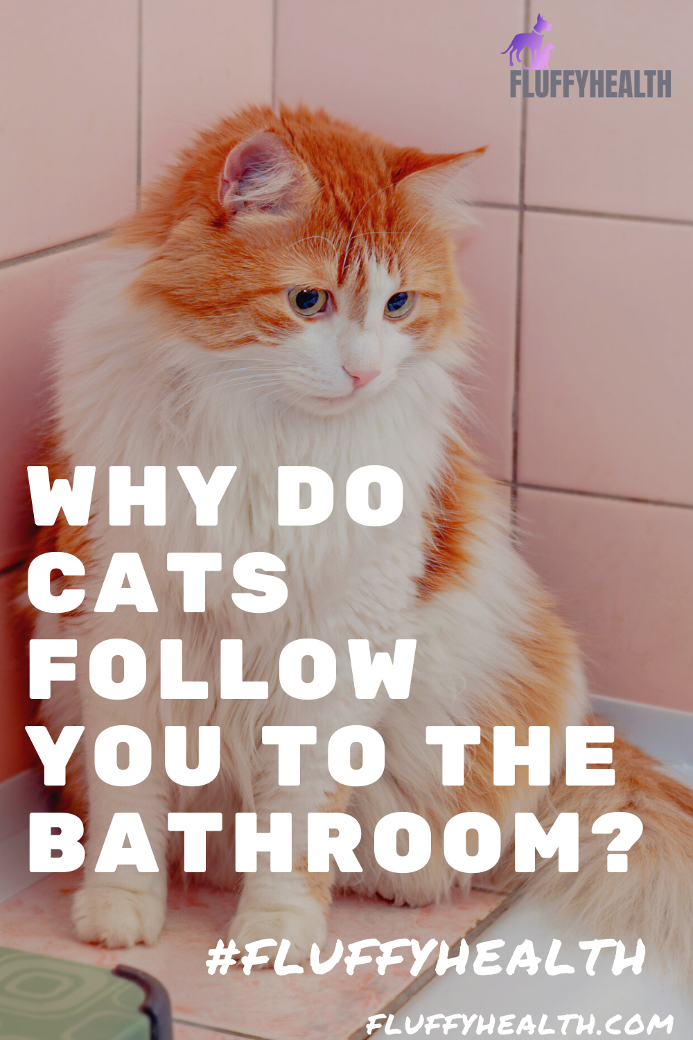 why-do-cats-follow-you-to-the-bathroom