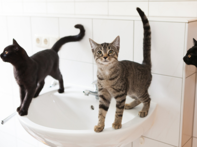 why-do-cats-follow-you-to-the-bathroom