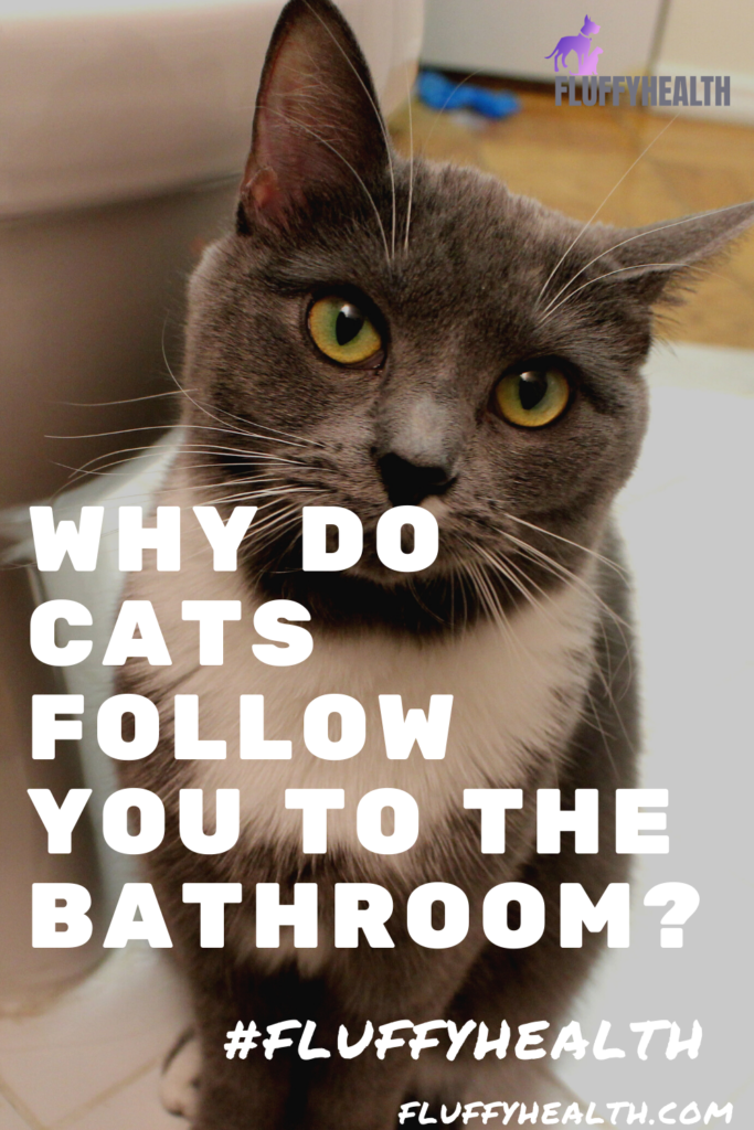 why-do-cats-follow-you-to-the-bathroom