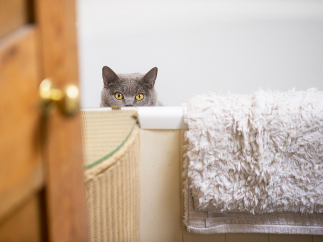 why-do-cats-follow-you-to-the-bathroom