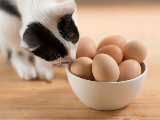 can-cats-eat-eggs