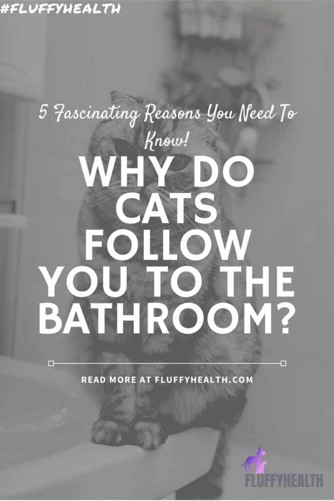 why-do-cats-follow-you-to-the-bathroom