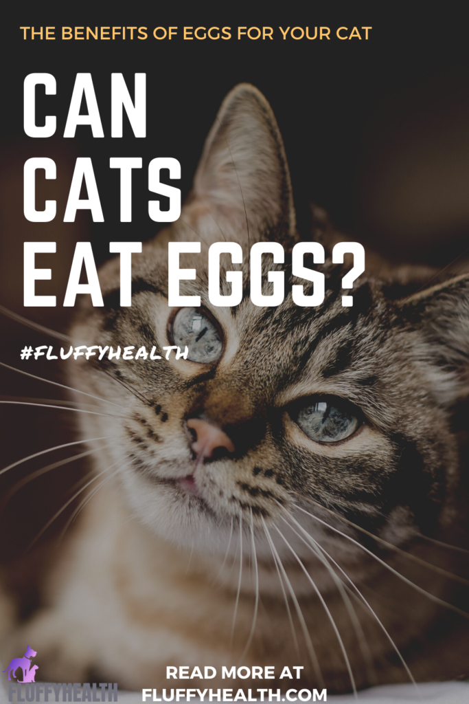 can-cats-eat-eggs