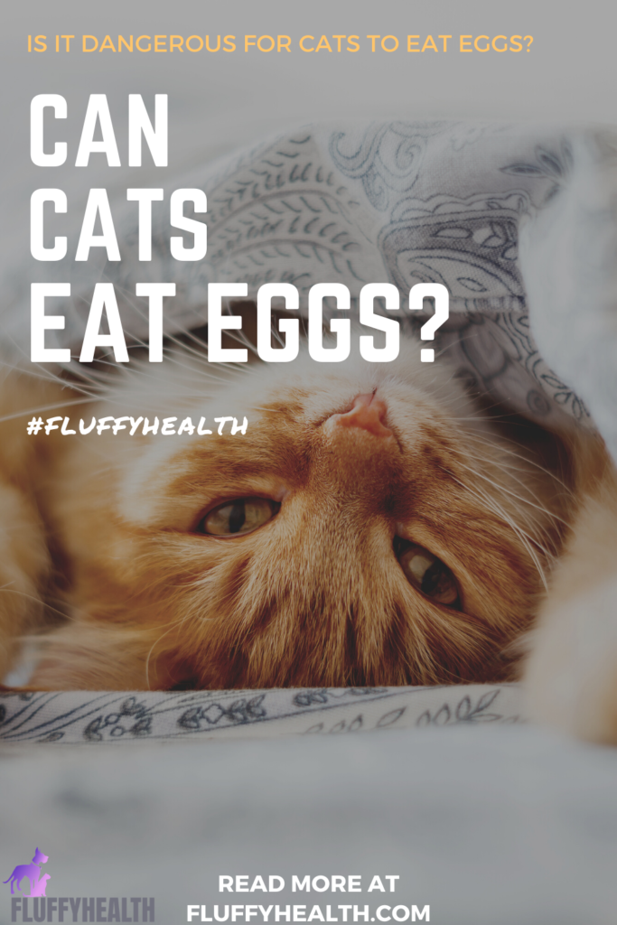 can-cats-eat-eggs