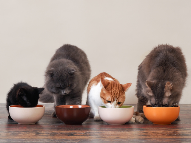 easy-cat-food-recipes